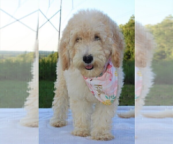 Medium Photo #24 Goldendoodle Puppy For Sale in TIMBERLAKE, NC, USA