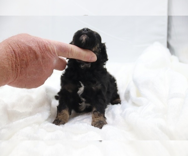 Medium Photo #55 Cockapoo Puppy For Sale in RIPLEY, TN, USA