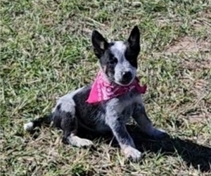 Australian Cattle Dog Puppy for Sale in CYPRESS, Texas USA