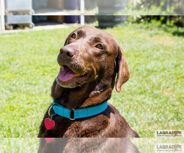 Medium Photo #3 Labrador Retriever Puppy For Sale in Clovis, CA, USA