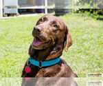 Small #2 Labrador Retriever