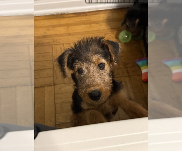 Medium Photo #2 Airedoodle Puppy For Sale in Brooklyn, NY, USA