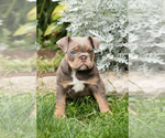 Small #2 English Bulldog-Olde English Bulldogge Mix