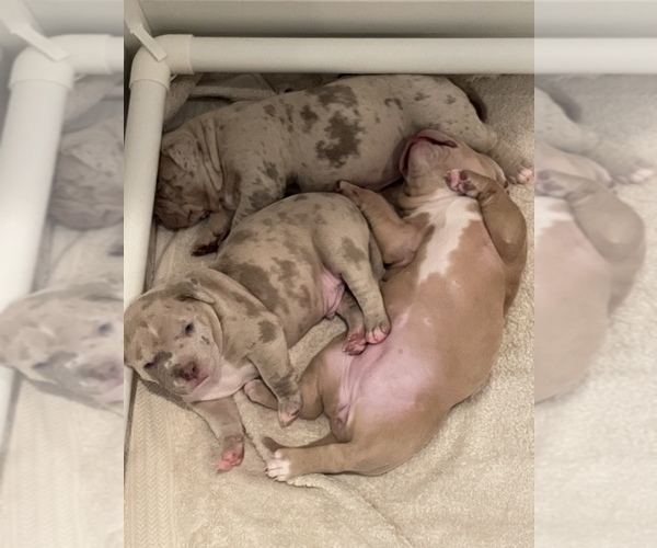 Medium Photo #1 American Bully Puppy For Sale in ROHNERT PARK, CA, USA