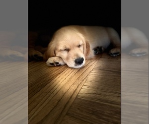 Golden Retriever Puppy for Sale in STOCKTON, California USA