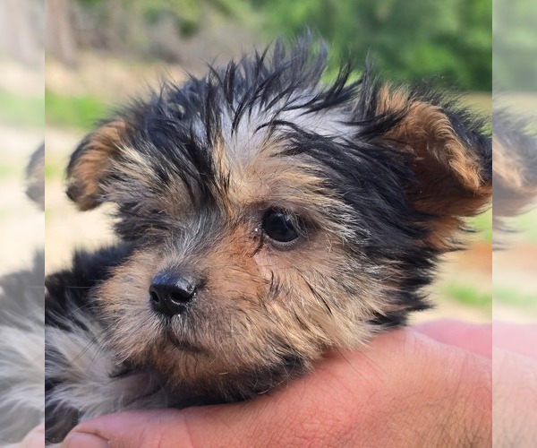 Medium Photo #2 Morkie Puppy For Sale in CHARLOTTE HALL, MD, USA