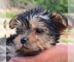 Small #1 Morkie