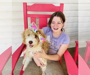 Dolly - Female Bernedoodle (Miniature) Puppy for Sale