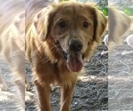 Small Photo #1 Golden Retriever Puppy For Sale in NORDLAND, WA, USA
