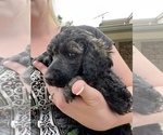 Small Photo #3 Poodle (Standard) Puppy For Sale in BROOMFIELD, CO, USA