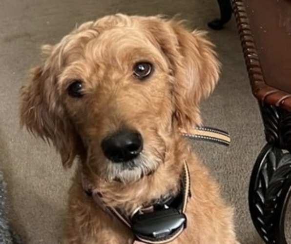 Medium Photo #1 Labradoodle Puppy For Sale in CONWAY, SC, USA