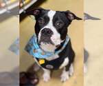 Small American Pit Bull Terrier