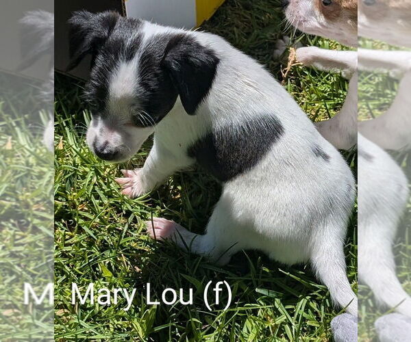Medium Photo #1 Mutt Puppy For Sale in San Bernardino, CA, USA