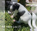 Small Mutt