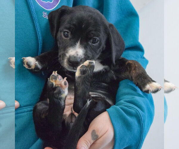 Medium Photo #4 Beagle-Unknown Mix Puppy For Sale in Huntley, IL, USA