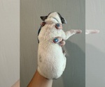 Small Photo #37 Great Dane Puppy For Sale in HALLETTSVILLE, TX, USA