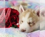 Small Photo #12 Siberian Husky Puppy For Sale in HESPERIA, CA, USA
