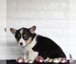 Small Photo #7 Pembroke Welsh Corgi Puppy For Sale in PARADISE, PA, USA