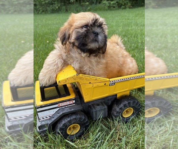 Medium Photo #4 Shih Tzu Puppy For Sale in MIDDLEBURY, IN, USA