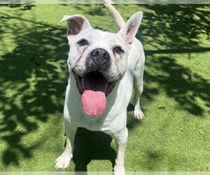 Bulldog-Unknown Mix Dogs for adoption in Raleigh, NC, USA