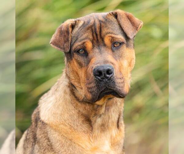 Medium Photo #1 Chinese Shar-Pei-Unknown Mix Puppy For Sale in Camarillo, CA, USA