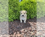 Small Photo #1 English Bulldog Puppy For Sale in COVINGTON, WA, USA