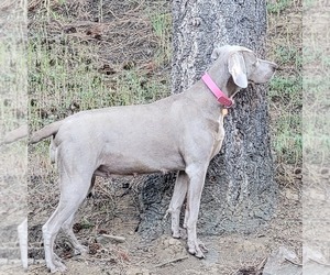 Mother of the Weimaraner puppies born on 06/15/2022
