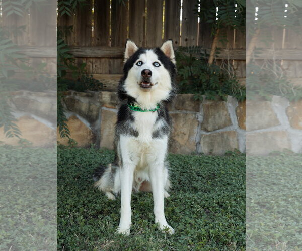 Medium Photo #3 Siberian Husky Puppy For Sale in Carrollton, TX, USA