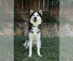 Small #2 Siberian Husky