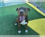 Small #1 American Staffordshire Terrier Mix