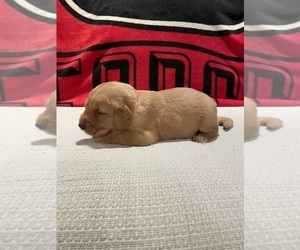 Golden Retriever Puppy for sale in BISHOP, GA, USA