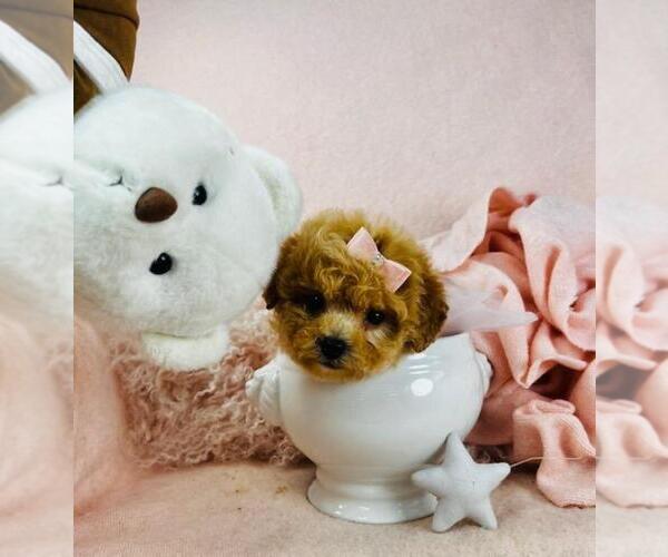 Medium Photo #1 Poodle (Toy) Puppy For Sale in PEMBROKE PINES, FL, USA