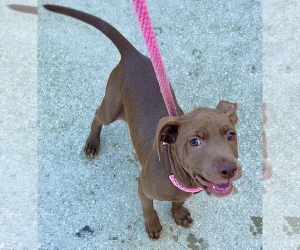 Medium Photo #3 Labrador Retriever-Unknown Mix Puppy For Sale in Sanford, FL, USA