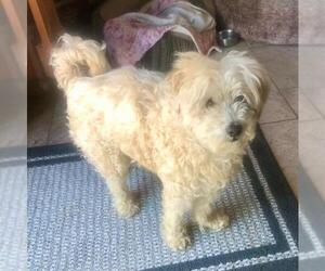 Poodle (Miniature) Dogs for adoption in Santa Maria, CA, USA