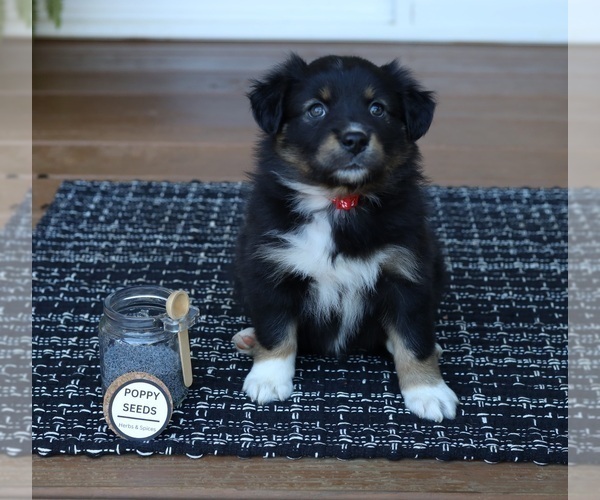 Medium Photo #2 Miniature American Shepherd Puppy For Sale in DAWSON, GA, USA