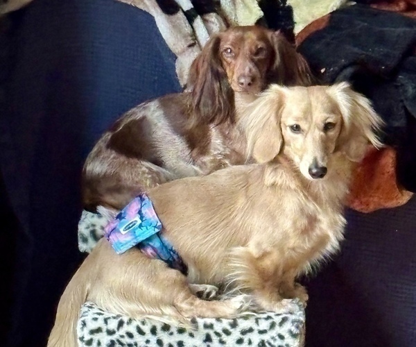 Medium Photo #1 Dachshund Puppy For Sale in TOMS RIVER, NJ, USA