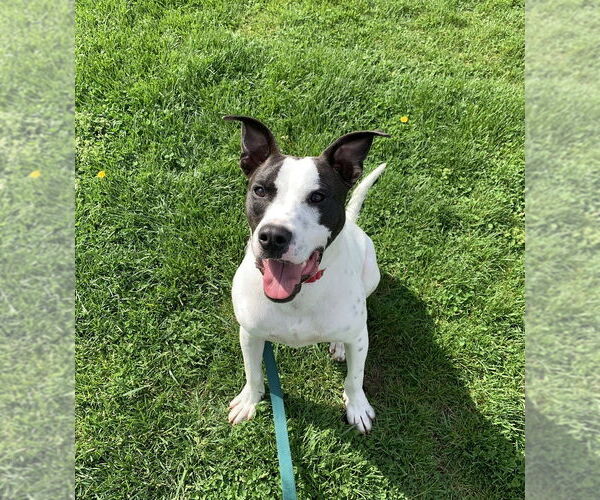 Medium Photo #10 Pointer-Unknown Mix Puppy For Sale in Elmsford, NY, USA