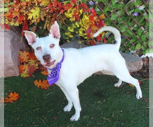 Medium Photo #1 Bull Terrier-Siberian Husky Mix Puppy For Sale in Oklahoma City, OK, USA