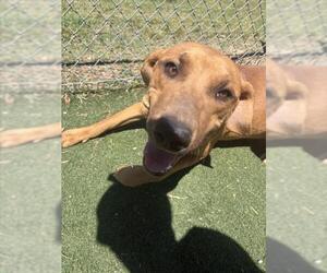 Rhodesian Ridgeback Dogs for adoption in Texas City, TX, USA