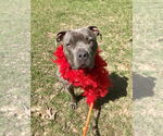 Small #6 American Pit Bull Terrier-American Staffordshire Terrier Mix