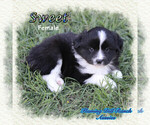 Small Photo #1 Miniature Australian Shepherd Puppy For Sale in FORESTBURG, TX, USA