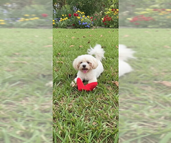 Medium Photo #4 Shih Tzu Puppy For Sale in Weston, FL, USA