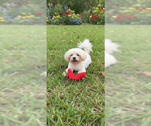 Casper - Male Shih Tzu Dog for Adoption - Photo #4