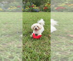 Small #3 Shih Tzu