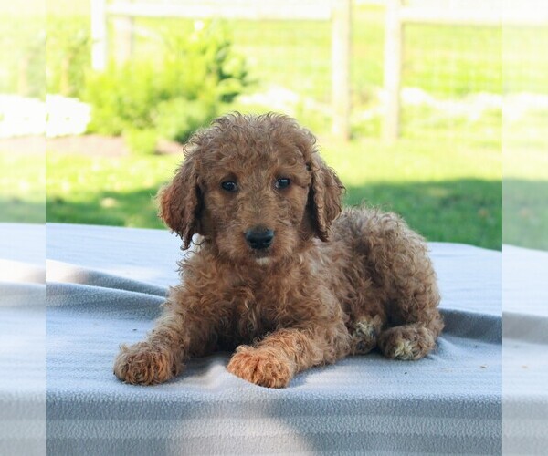 Medium Photo #5 Goldendoodle-Poodle (Standard) Mix Puppy For Sale in HONEY BROOK, PA, USA