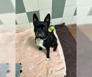 Boston Terrier Dogs for adoption in Salinas, CA, USA