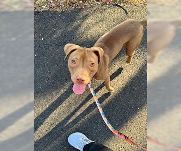 Medium Photo #6 American Pit Bull Terrier-Labrador Retriever Mix Puppy For Sale in Oakhurst, NJ, USA