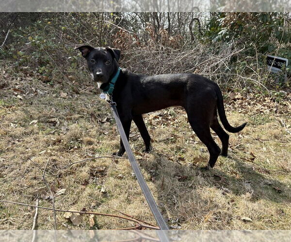 Medium Photo #2 Mutt Puppy For Sale in Candler, NC, USA