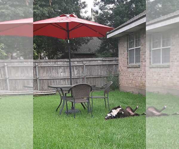Medium Photo #8 Mutt Puppy For Sale in Abbeville, LA, USA