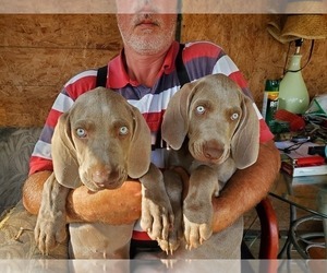 Weimaraner Puppy for sale in BUNNELL, FL, USA